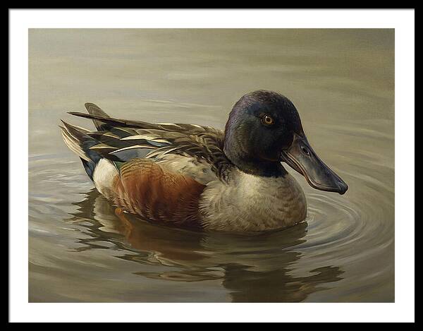 Shoveler Duck In Tranquil Waters