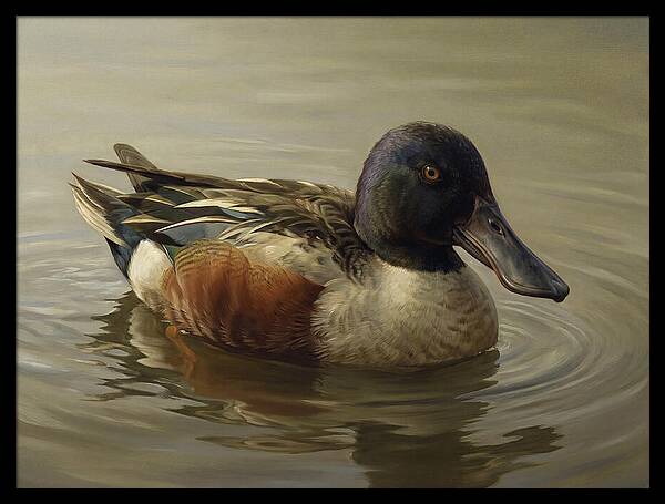 Shoveler Duck In Tranquil Waters