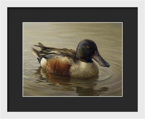Shoveler Duck In Tranquil Waters