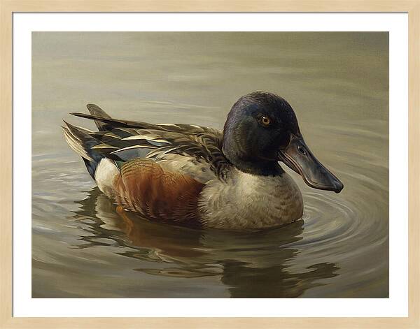 Shoveler Duck In Tranquil Waters