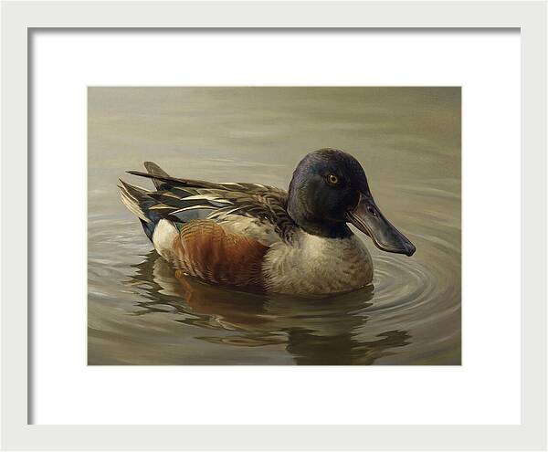 Shoveler Duck In Tranquil Waters
