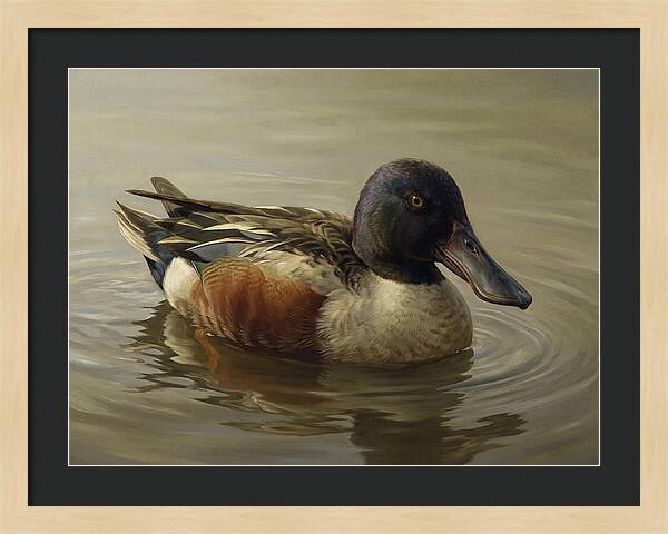 Shoveler Duck In Tranquil Waters