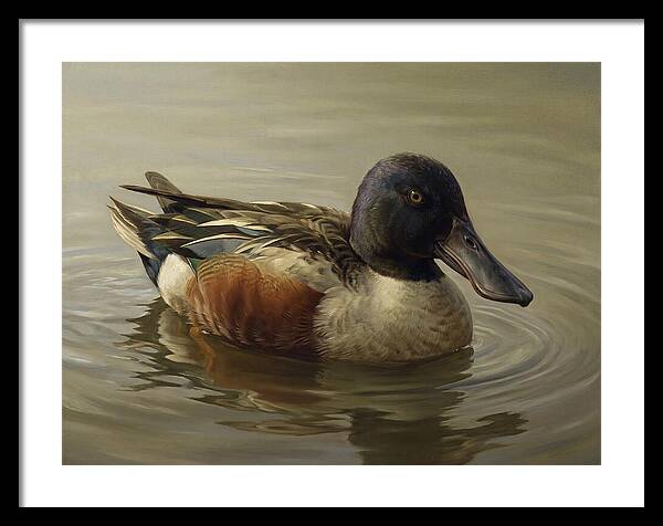 Shoveler Duck In Tranquil Waters