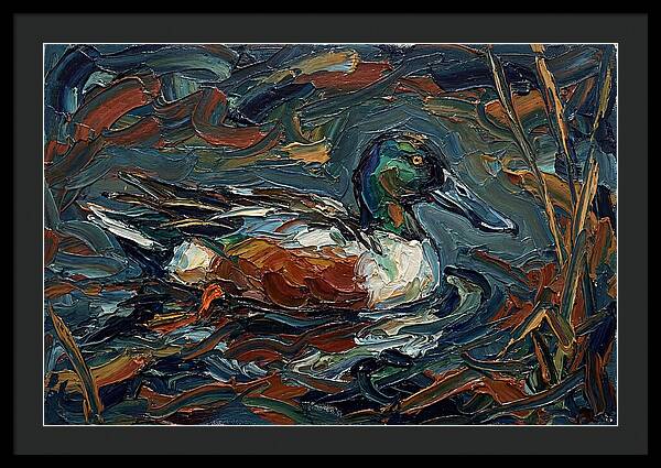 Shoveler Duck In Vibrant Waters
