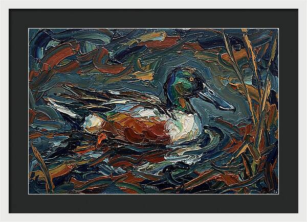 Shoveler Duck In Vibrant Waters