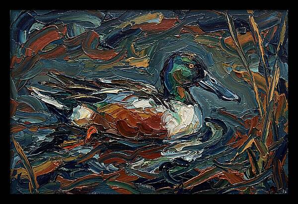 Shoveler Duck In Vibrant Waters