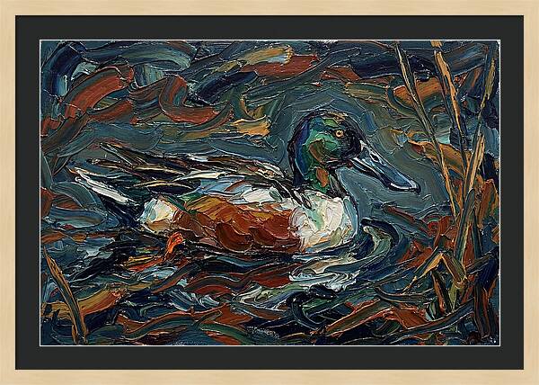Shoveler Duck In Vibrant Waters