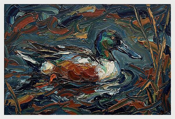 Shoveler Duck In Vibrant Waters