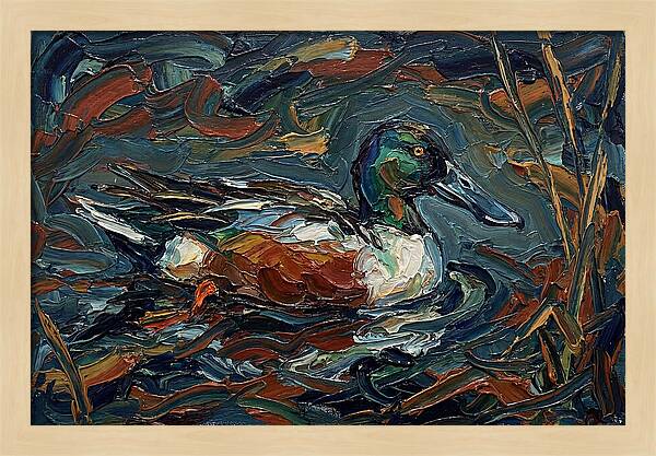 Shoveler Duck In Vibrant Waters