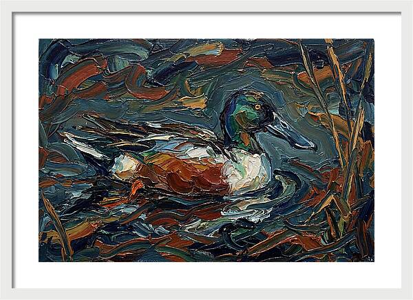 Shoveler Duck In Vibrant Waters