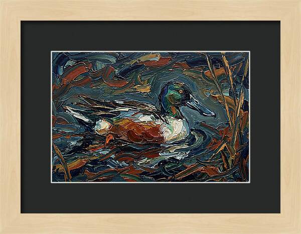 Shoveler Duck In Vibrant Waters