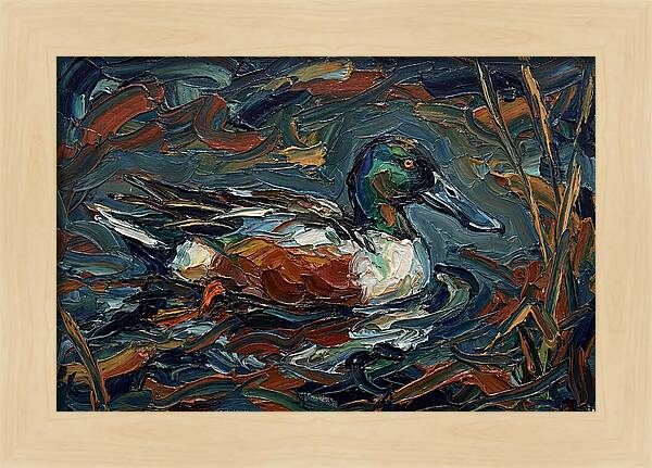 Shoveler Duck In Vibrant Waters