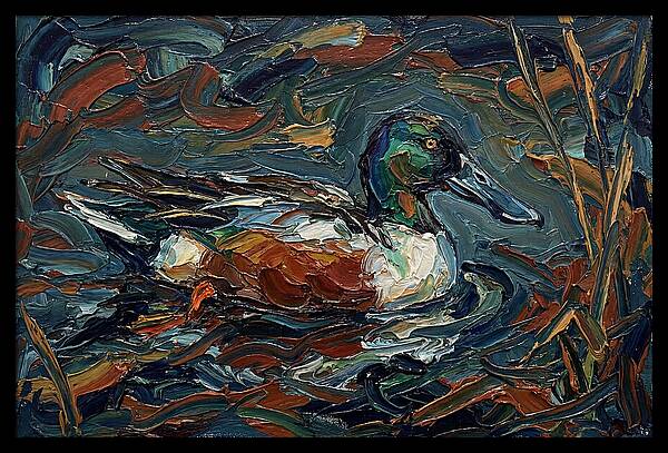 Shoveler Duck In Vibrant Waters