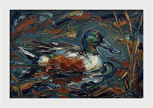 Shoveler Duck In Vibrant Waters
