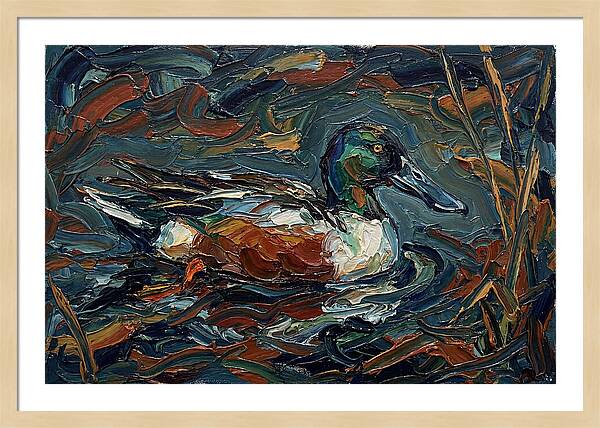 Shoveler Duck In Vibrant Waters
