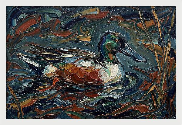 Shoveler Duck In Vibrant Waters
