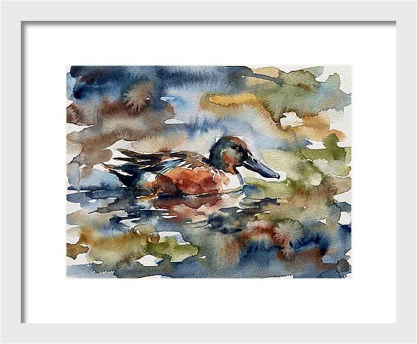 Shoveler Duck In Watercolor