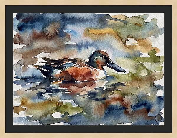 Shoveler Duck In Watercolor
