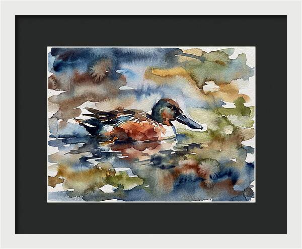 Shoveler Duck In Watercolor