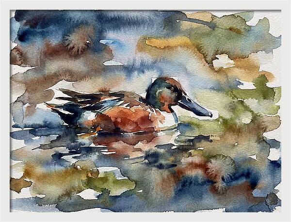 Shoveler Duck In Watercolor