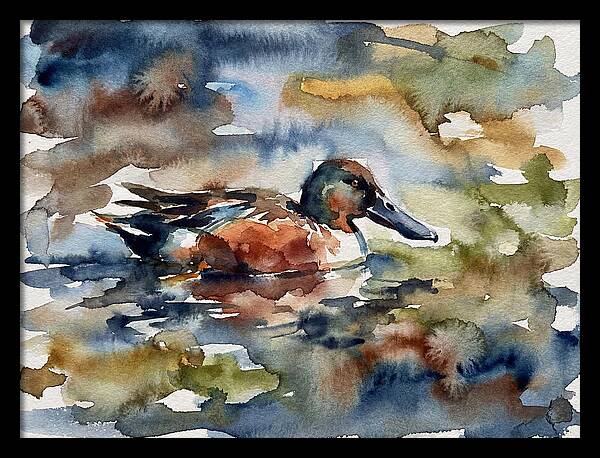 Shoveler Duck In Watercolor