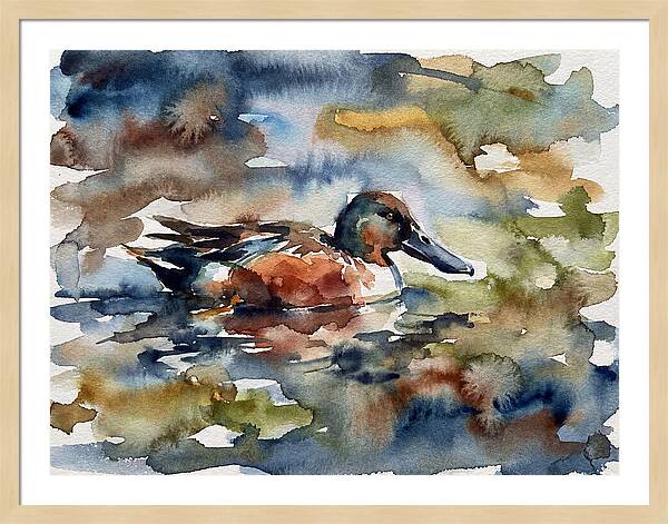 Shoveler Duck In Watercolor