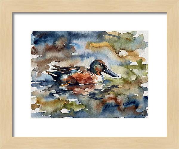 Shoveler Duck In Watercolor