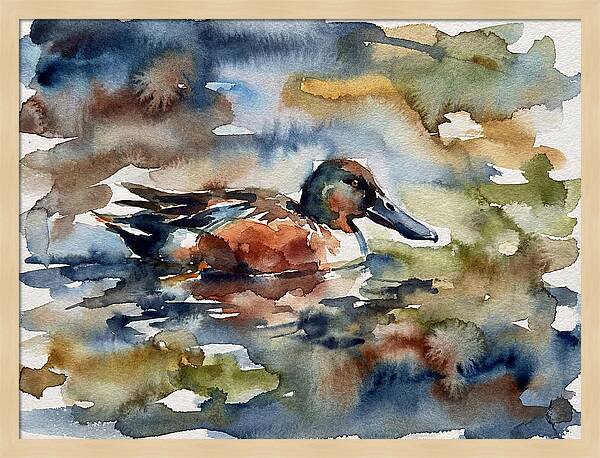 Shoveler Duck In Watercolor