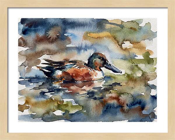 Shoveler Duck In Watercolor