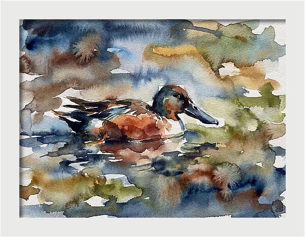 Shoveler Duck In Watercolor
