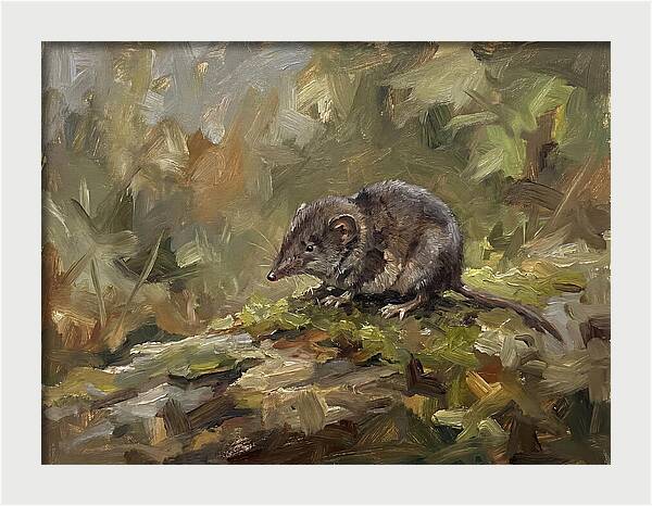 Shrew Amongst Nature