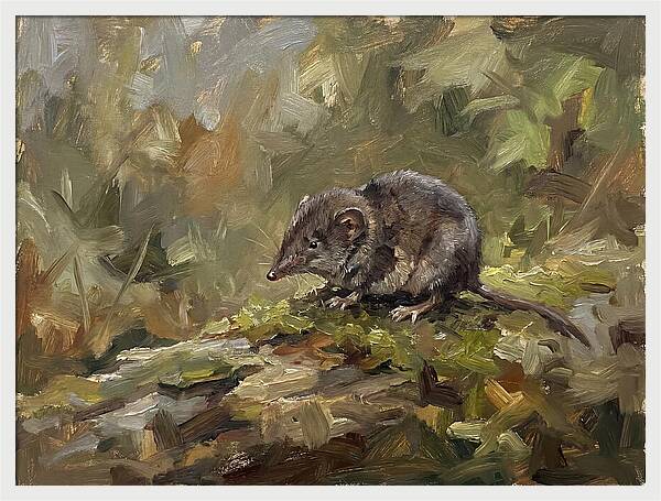 Shrew Amongst Nature