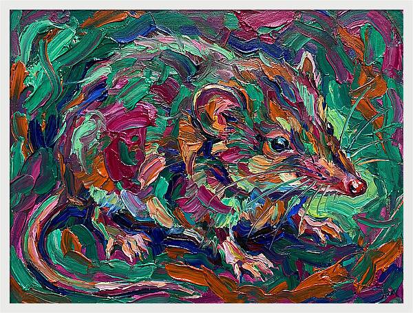 Shrew In Vibrant Colors