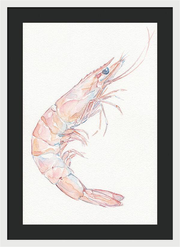 Shrimp Watercolor Study