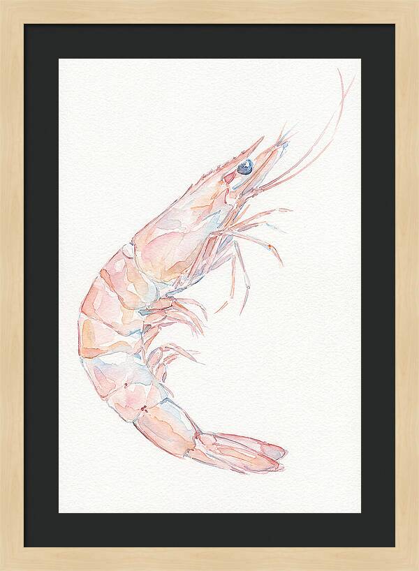 Shrimp Watercolor Study