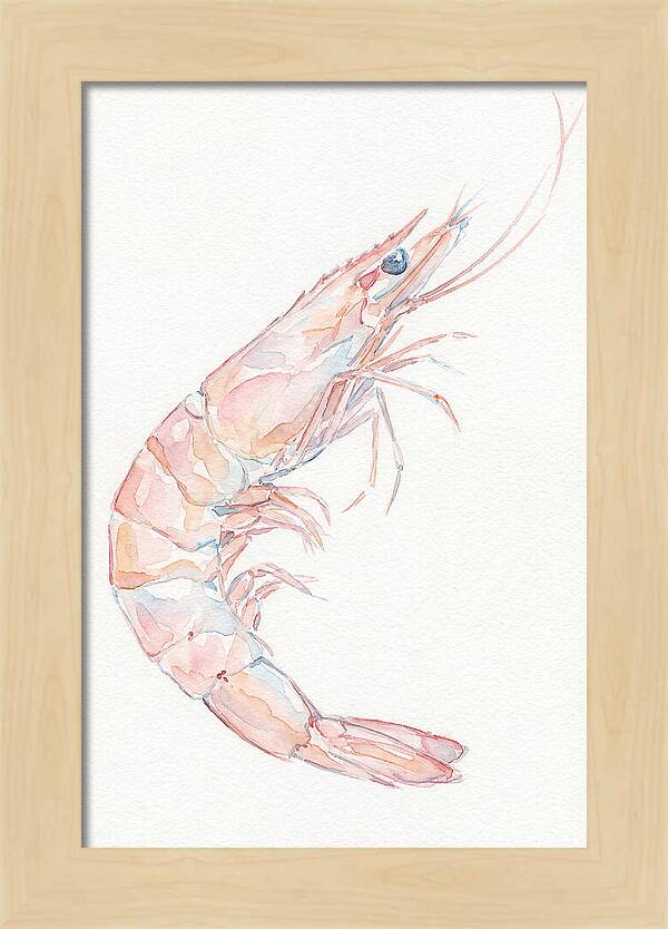 Shrimp Watercolor Study