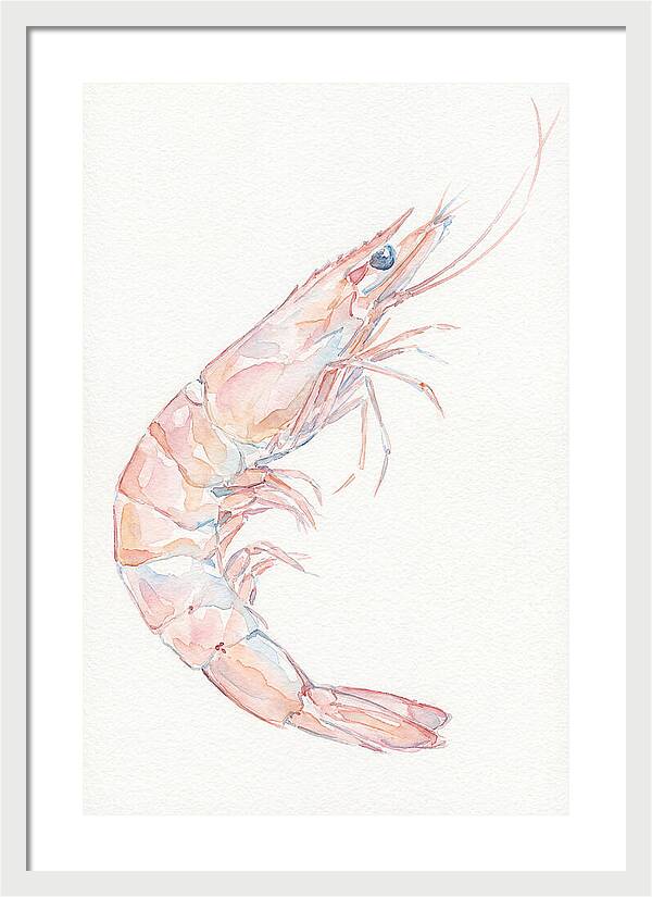 Shrimp Watercolor Study