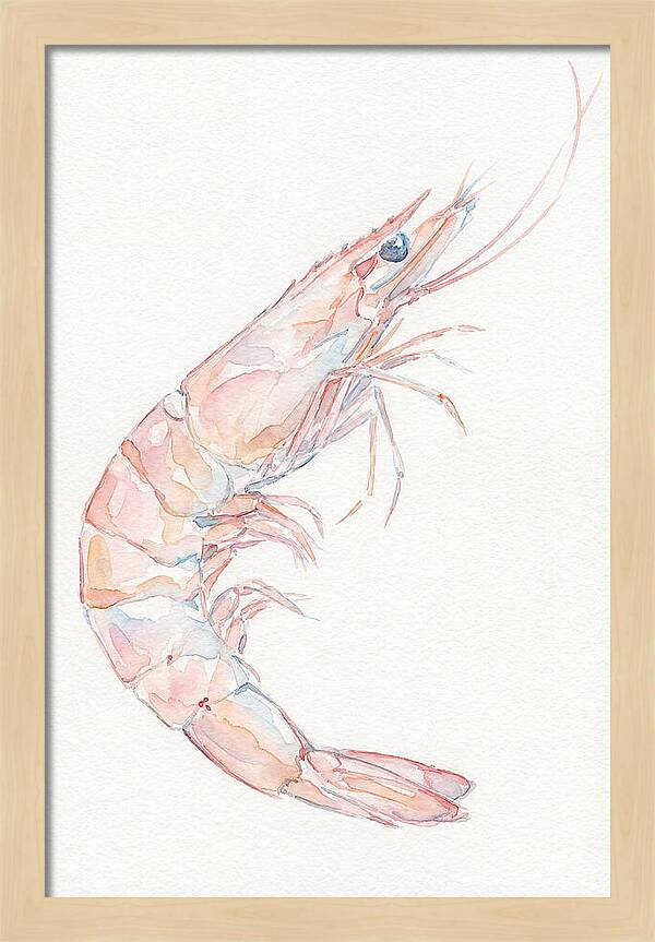 Shrimp Watercolor Study