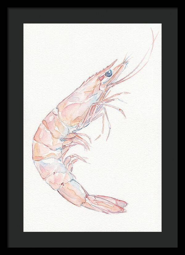 Shrimp Watercolor Study