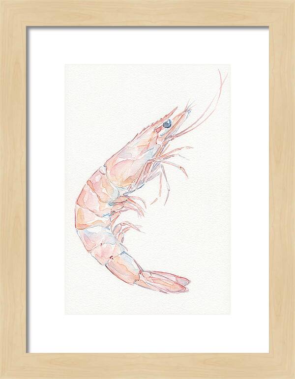 Shrimp Watercolor Study