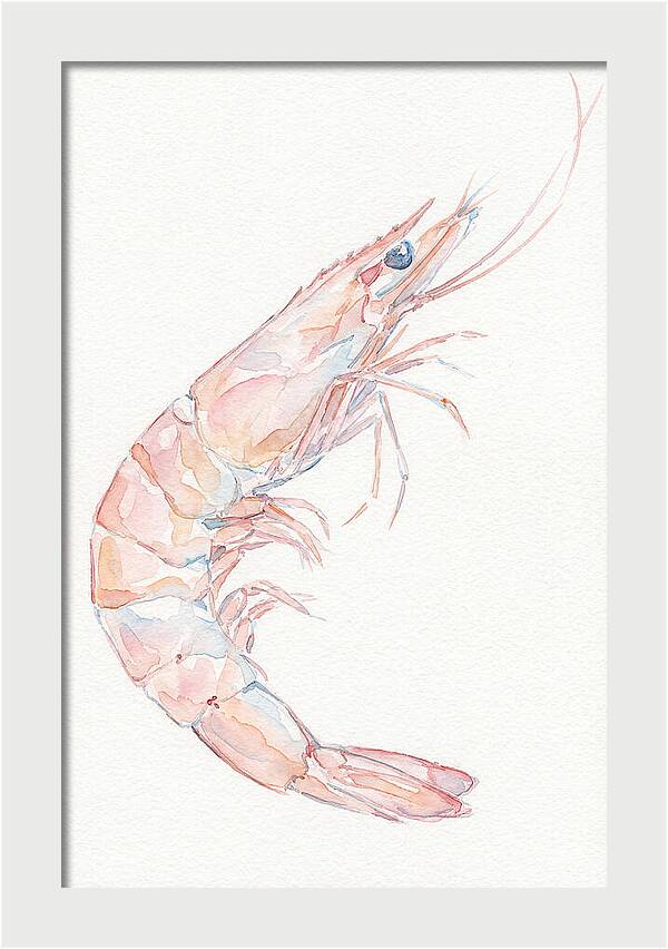 Shrimp Watercolor Study