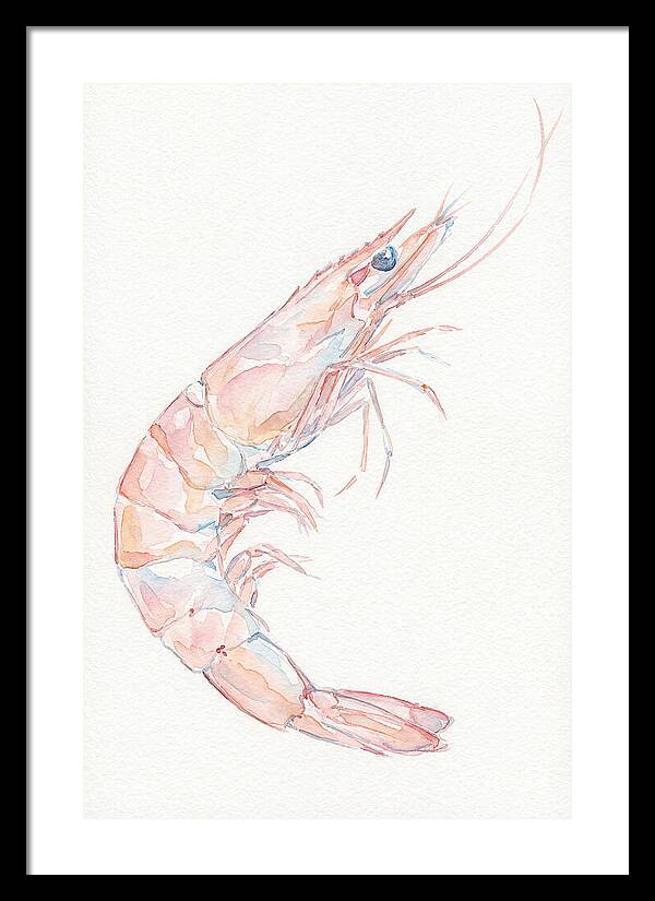 Shrimp Watercolor Study