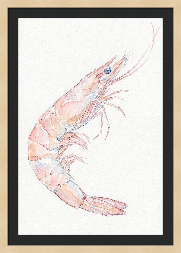 Shrimp Watercolor Study