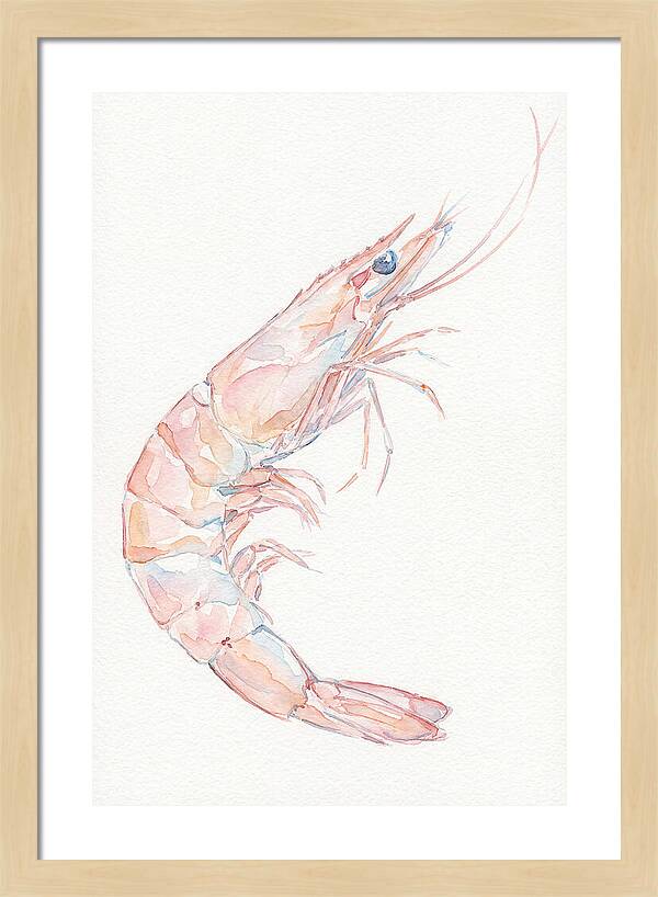 Shrimp Watercolor Study