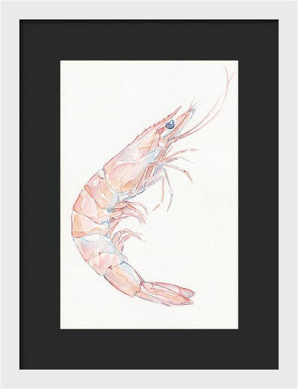 Shrimp Watercolor Study