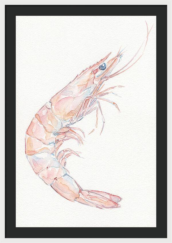 Shrimp Watercolor Study