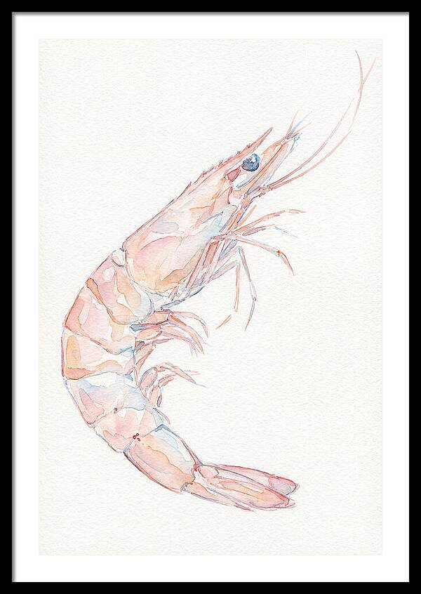 Shrimp Watercolor Study