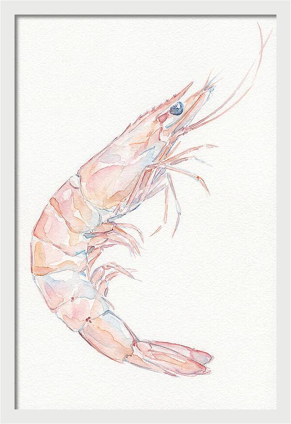 Shrimp Watercolor Study