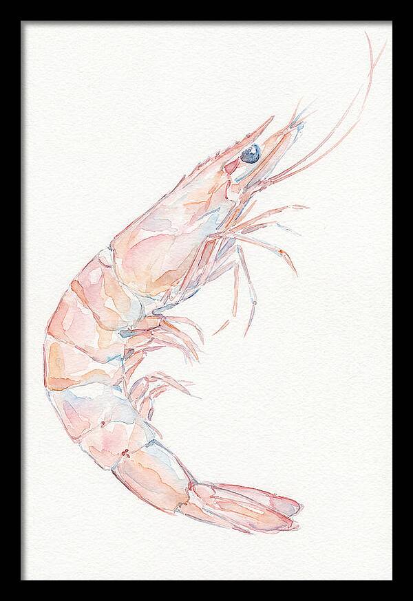 Shrimp Watercolor Study