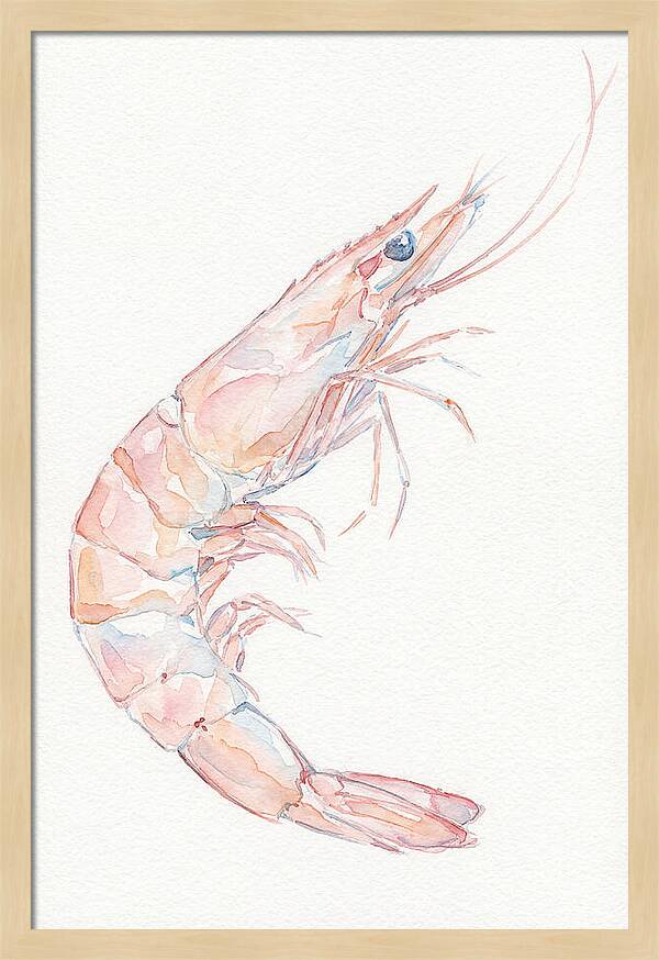 Shrimp Watercolor Study